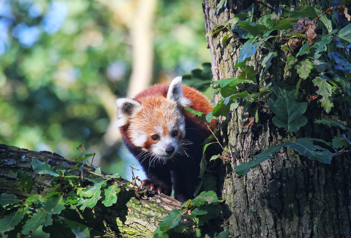 In Photos: New Female Red Panda Arrives At Brno Zoo – Brno Daily