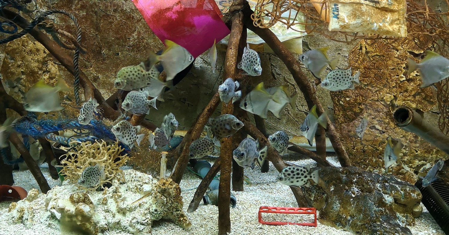 Brno Zoo’s Newest Aquarium Is Filled With Fish and Plastic