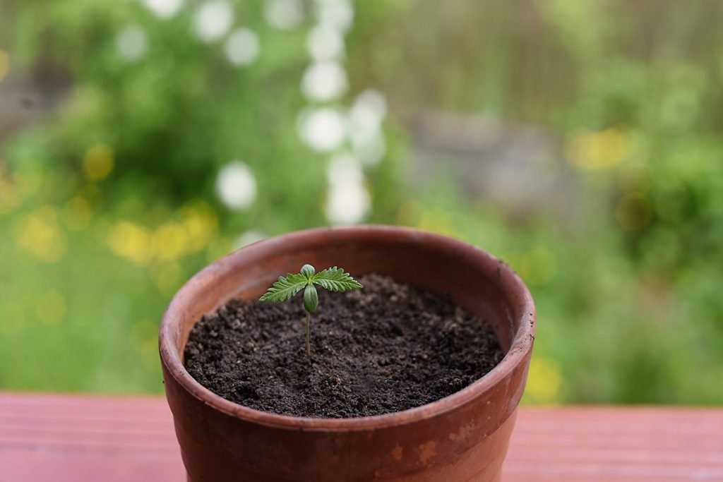 Chamber of Deputies Rejects Move To Relax Cannabis Laws - Brno Daily