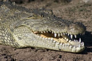Firefighters Discover Nile Crocodile in Burning Garden Shed