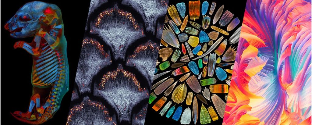 Czech Man Wins International Competition For The Most Beautiful Microscopic Image