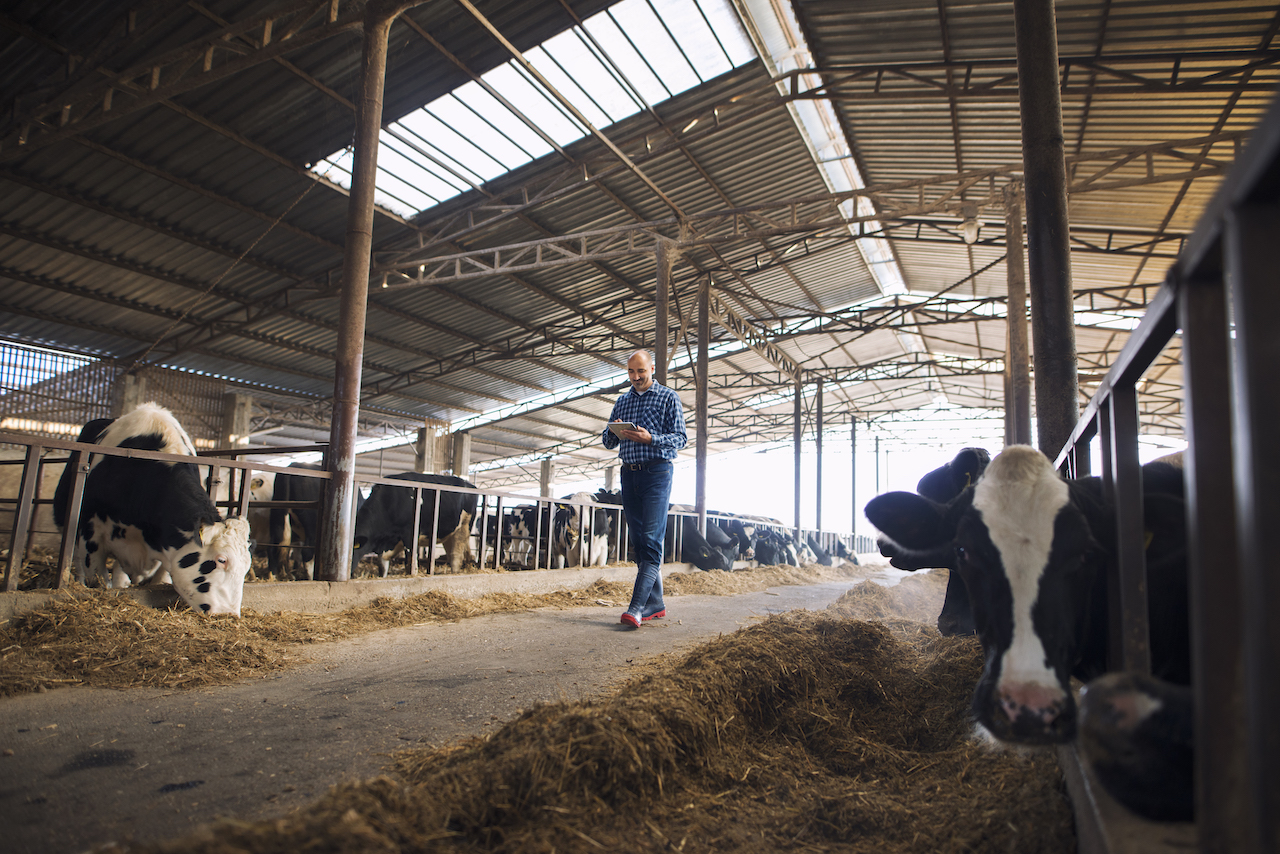 Meat Production In Decline In The Czech Republic, While Milk Production Is  Increasing – Brno Daily