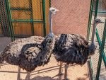 Ostriches Return To Brno Zoo After Seven Years Thanks To New Facilities 