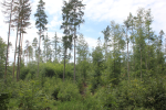 MENDELU Faculty Launches Research Project Into Forest Ecosystems