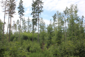 Forestry Stakeholders Call for Legal Changes To Help In Fight To Preserve Czech Forests 