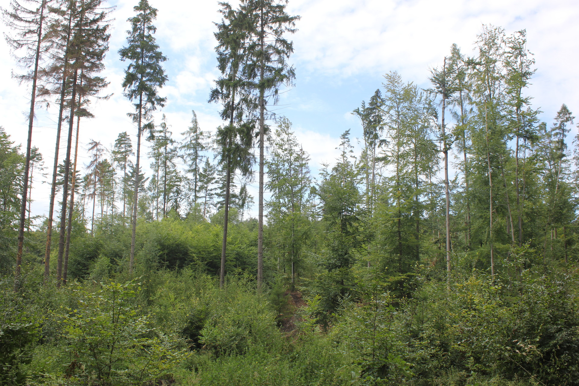 Zástupci lesů volají po legislativních změnách, které pomohou bojovat za ochranu českých lesů – Brněnský deník