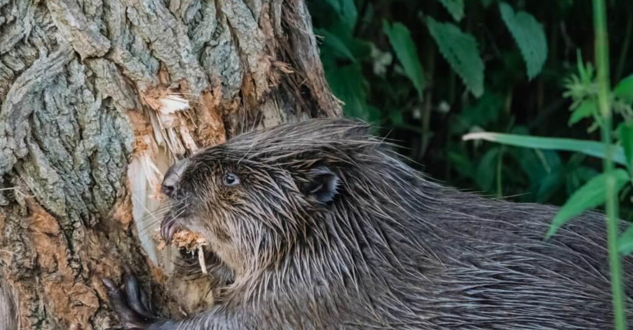 Beaver's First Baseball Team - Beaver Life Magazine