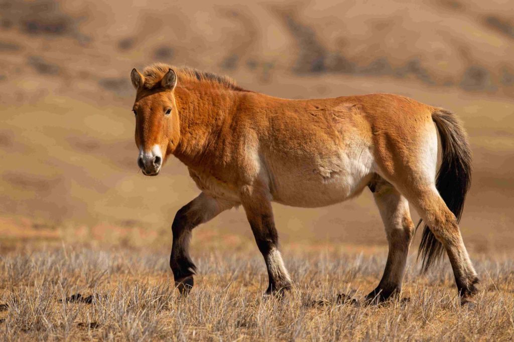 Prague Zoo Completes Air Transport of Eight Przewalski’s Horses To Kazakhstan