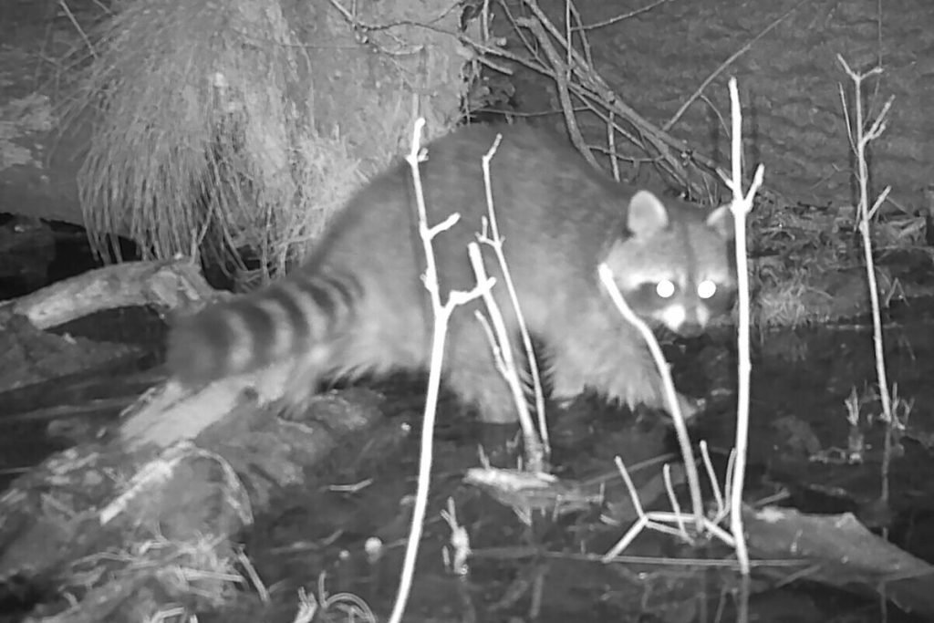 Invasive Raccoons MENDELU Researchers Conducting Unprecedented Study On Invasive Raccoons ...