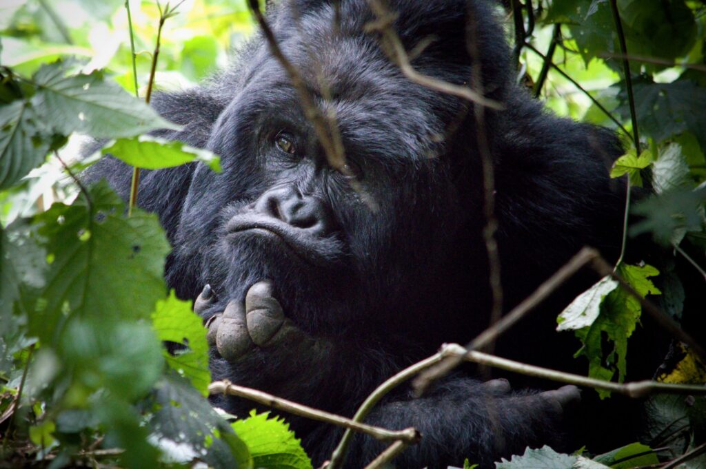 Brno-Based Research Team Investigates New Threats To Gorilla Populations in Central Africa