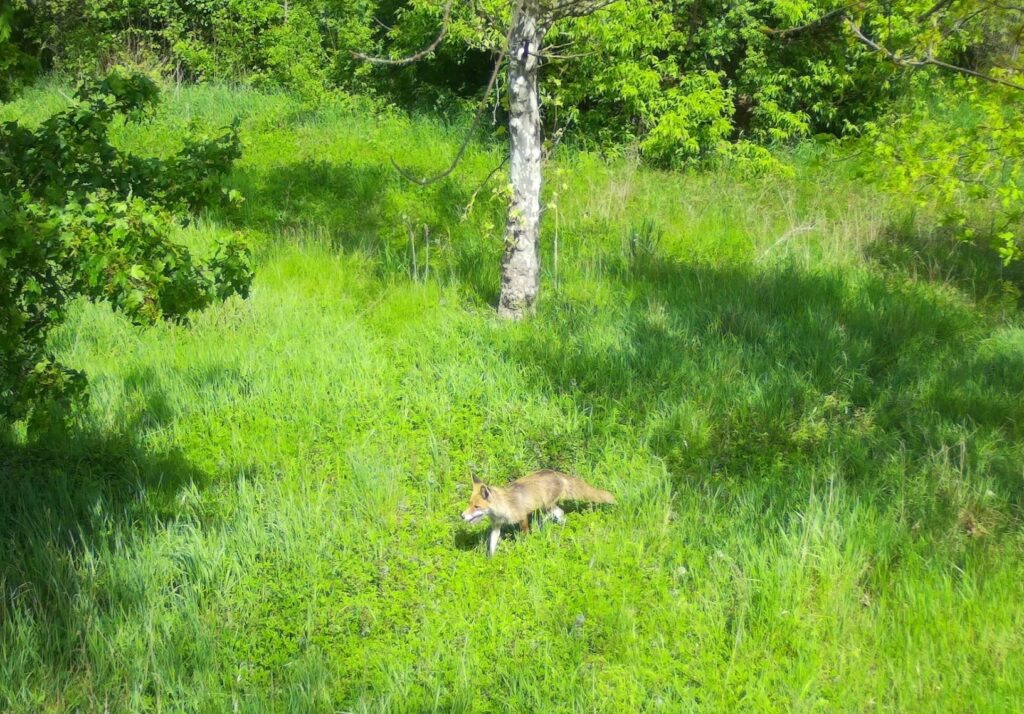 Brno Becomes a Wildlife City After Dark, New Research Shows