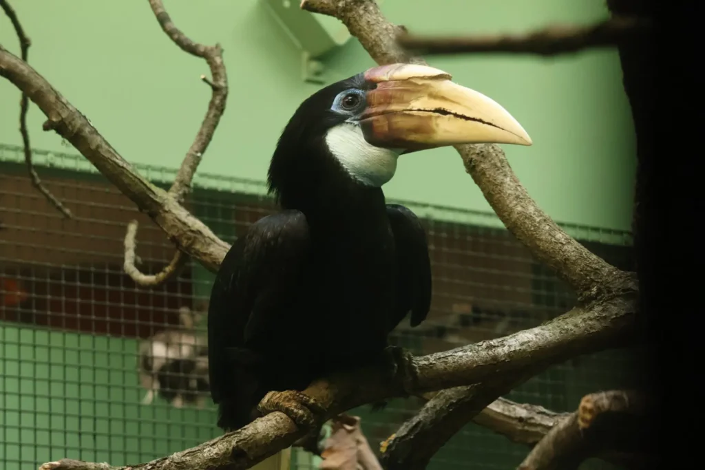 A Rare Arrival: Brno Zoo Welcomes Guinean Hornbills After Eight-Year Wait