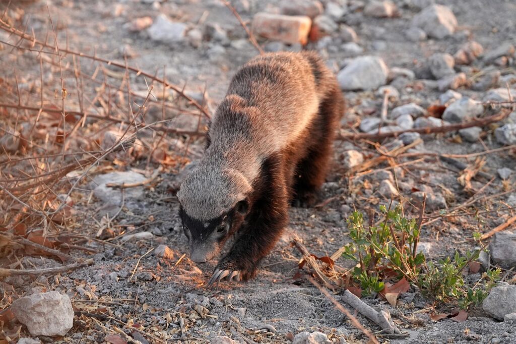 Czech Zoo Sees World’s First Honey Badger Born In Captivity In 12 Months